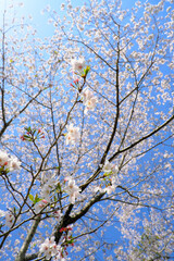 頭の上に広がる満開の桜「縦構図」