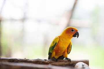 A colorful Sun Conure parrot wandering on a branch.