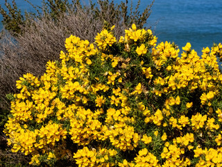 View of yellow gorse flowers