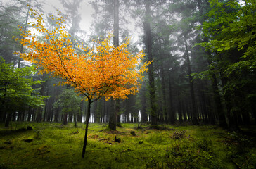 autumn in the forest