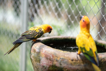 The colorful Sun Conure parrot perched on the tub.Colorful Sun Conure parrots are drinking water.