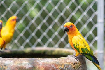 The colorful Sun Conure parrot perched on the tub.Colorful Sun Conure parrots are drinking water.