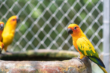 The colorful Sun Conure parrot perched on the tub.Colorful Sun Conure parrots are drinking water.