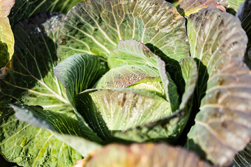 新鮮なキャベツ。朝露。キャベツ畑。農園。