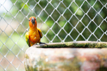 The colorful Sun Conure parrot perched on the tub.Colorful Sun Conure parrots are drinking water.