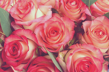 Beautiful Pink background. Colorful pink wall background