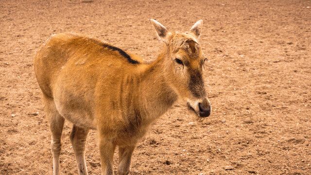 A female deer at the zoo. Deer on a background of sand. Summer photo at the zoo.