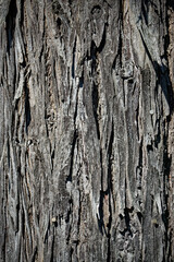 
the bark of a tree.  The loose and shaggy bark on this tree seems to be shedding off the trunk.  Tree along Route 79 in Windsor in Broome County in Upstate NY.