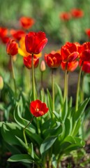 Red tulips on a green bokeh background