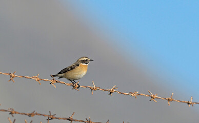 Whinchat - Saxicola rubetra, Crete, Greece
