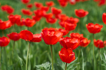 Many red tulips on a green background.  Red tulips background