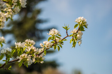 White apple tree flowers on a green block background