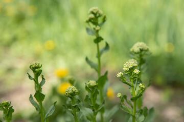 white flower on green garden