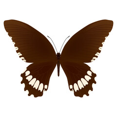 Color butterfly , isolated on white