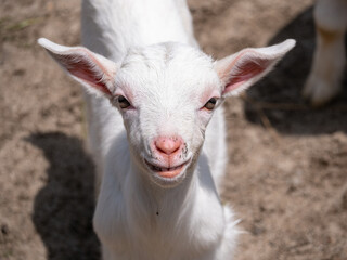 牧場で生まれたヤギの赤ちゃん
