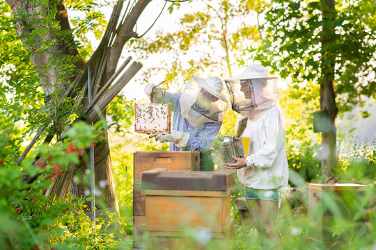Father and adult daughter examining beehives in spring