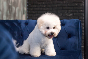 A little Bichon Frize show a tongue in camera