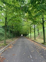 Fototapeta premium alley in the park