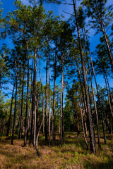 trees in the forest