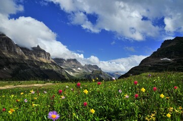 Fototapeta na wymiar A colorful wild flowers valley Logan Pass, Montana. Going to the Sun roads' west glacier Logan Pass, Reynolds Mountain, and Clements Mountain tower over fields of wildflowers that carpet the ground. 