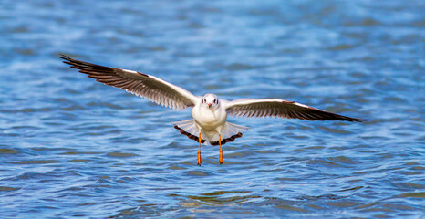 Seagull bird flying above blue water surface with opened wings