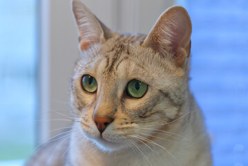 Portrait of silver spotted Bengal Cat, green eyes cat Front view