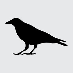 Obraz premium Crow Silhouette, Crow Isolated On White Background