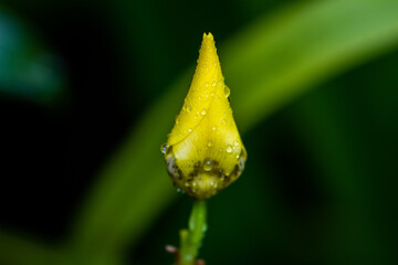 Hand of God yellow orchid
