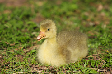 Close up of a beautiful yellow fluffy baby gosling in spring resting by the side of of a lake