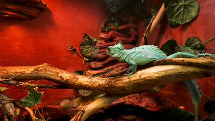 Reptiles at the zoo. A bright turquoise lizard. Cage in a terrarium, zoo