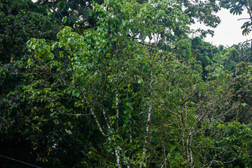 Fototapeta na wymiar Toucan bird in the trees canopy in Arenal region, Costa Rica