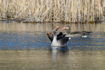 Greylag goose or graylag goose (Anser anser) mating rituals.