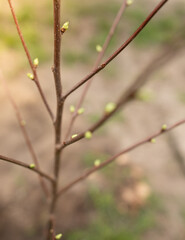 Top view of young cherry tree