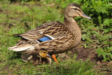 A female mallard duck (anas platyrhynchos) with a duckling resting by the side of a lake