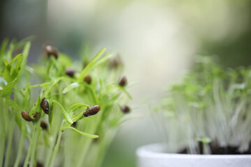 Water spinach green vegetables growing