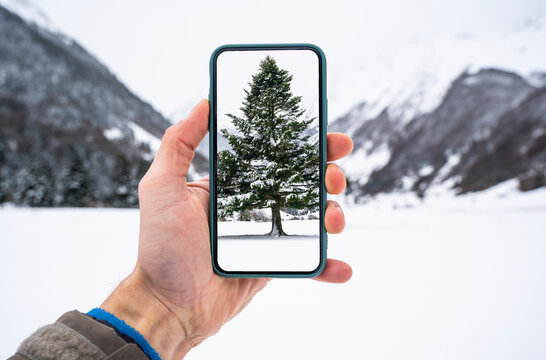 Man's hand photographing tree during winter