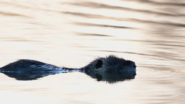 Coypu swimming on the lake at sunrise, spring, (myocastor coypus), germany