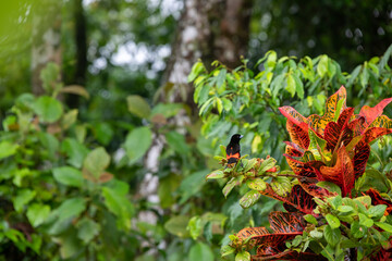 Scarlet-rumped Tanager, Ramphocelus passerinii tropical bird