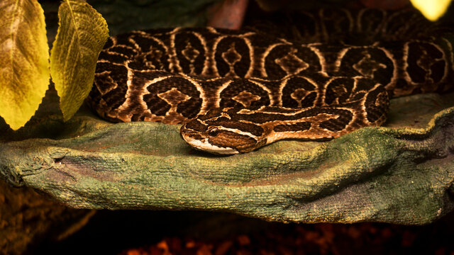 Deadly Poisonous Urutu Snake. Dangerous snake in the zoo. Terrarium photo