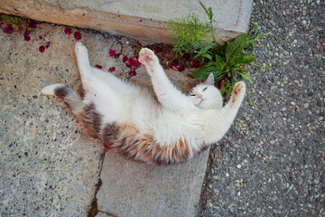 Cute little fluffy cat laying on the ground.