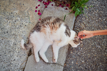 Girls hand touches adorably kitten.