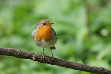 Close up of a robin redbreast, erithacus rubecula, perched on a branch, UK