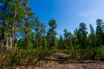 trees in the forest