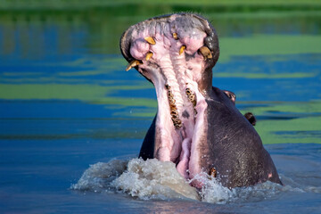 Hippo anger