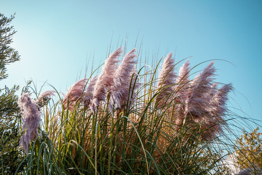 Pink Pampas Grass - Grass & Nature Background Wallpapers on Desktop Nexus  (Image 2501343)