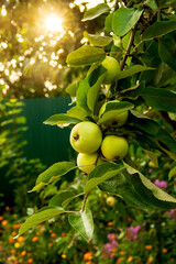 Bunch of young green apple fruit hanging from apple tree branch. Garden flowers and rays of sunset at the background. Gardening, harvest, summer concept