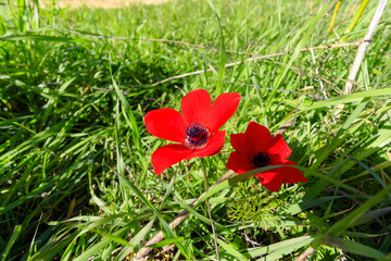 Obraz premium Wide angle photography of red anemones surrounded by green grass