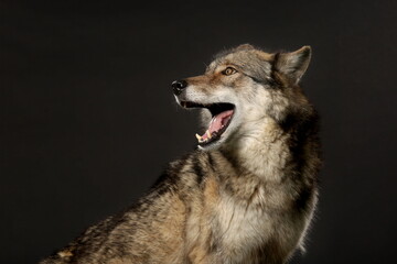 Portrait von einem Wolf vor schwarzem Hintergrund, Hybrid 70% Wolf, 30% Hund