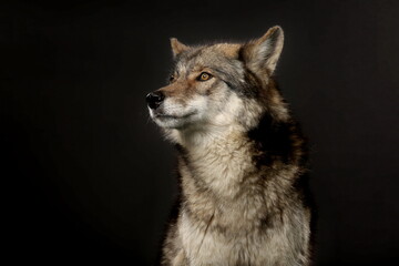 Portrait von einem Wolf vor schwarzem Hintergrund, Hybrid 70% Wolf, 30% Hund