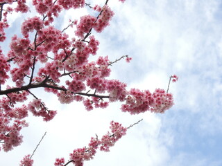 寒桜と青空　cherry tree branch with pink blossom on blue sky during spring season